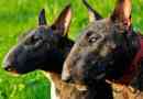 Bull terrier leírás: milyen angol kutyák híresek?